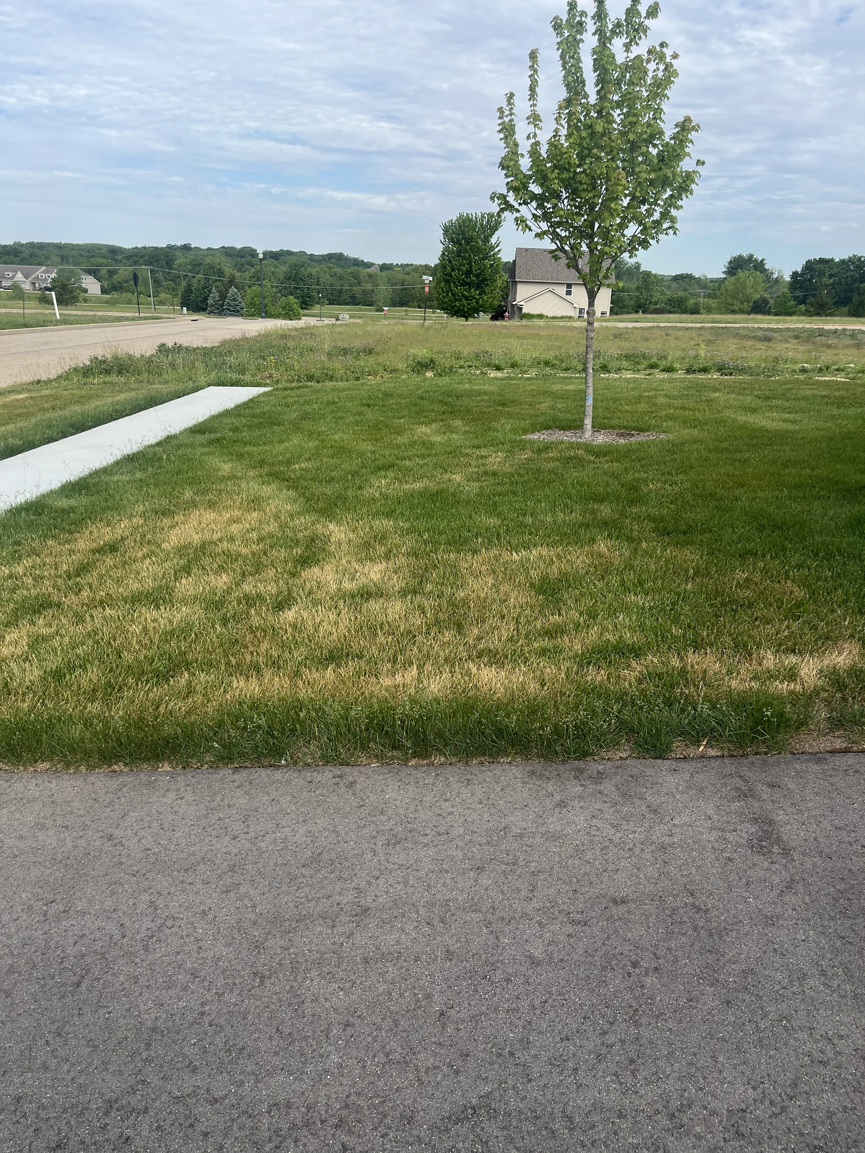 Freshly cut lawn by TL Lawncare in Rockford Illinois